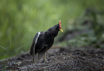 Watercock on the ground ( Animal Portrait )