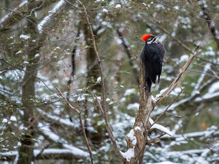 Pileated woodpecker on a dead tree in winter