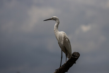 Great White Egret on the branch tree.