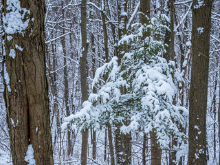 snow covered trees in a forest