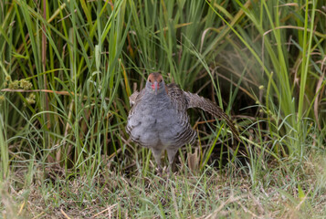 Slaty-breasted Rail on the ground close up shot.