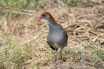 Slaty-breasted Rail on the ground close up shot.