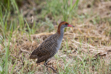 Slaty-breasted Rail on the ground close up shot.