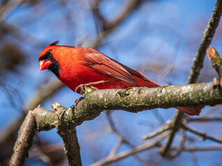 red male cardinal on branch