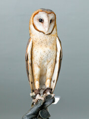 Naklejka premium Beautiful owl Tyto furcata on white background