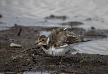 Little Ringed Plover on the Ground ( Animal Portrait )