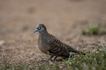 Zebra Dove on the ground ( Animal Portrait )