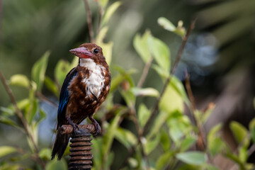 White-throated Kingfisher close up shot (Animal Portrait)