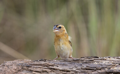 Asian Golden Weaver Animal Portrait.