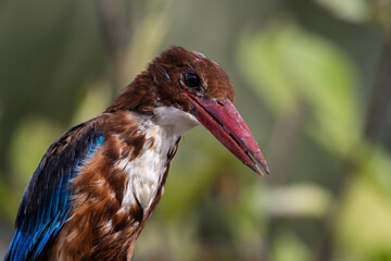 White-throated Kingfisher close up shot (Animal Portrait)