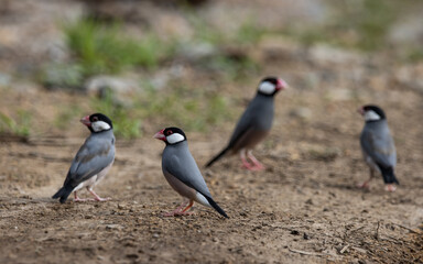 Java sparrow on the ground (Animal Portait)