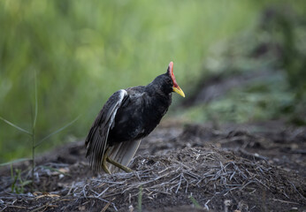 Watercock on the ground ( Animal Portrait )
