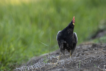 Watercock on the ground ( Animal Portrait )