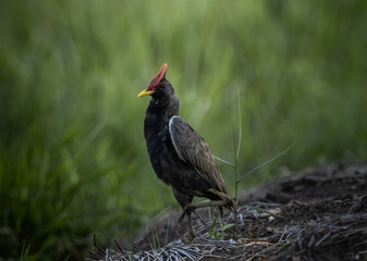 Watercock on the ground ( Animal Portrait )