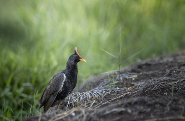 Watercock on the ground ( Animal Portrait )