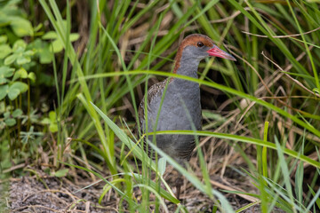 Slaty-breasted Rail on the ground close up shot.