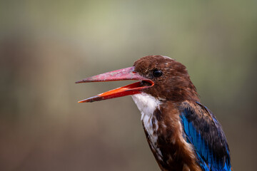 White-throated Kingfisher close up shot (Animal Portrait)