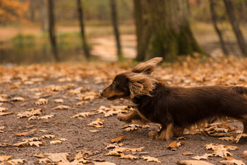 Pedigree Long-haired dachshund of brown color runs on golden oak leaves. Walking with pet.Orange golden autumn autumn concept