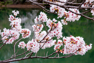 満開の桜アップ