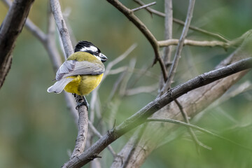 Crested shriketit (Falcunculus frontatus) in the forest, Sydney, Australia