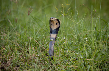  Monocled Cobra on the ground Animal portriat.