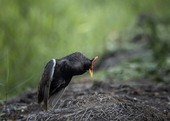 Watercock on the ground ( Animal Portrait )