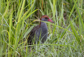Slaty-breasted Rail on the ground close up shot.