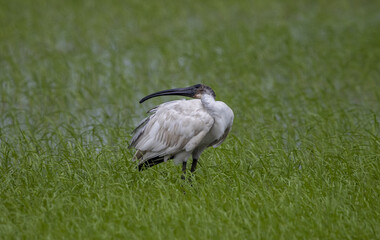 Black-headed ibis on the ground ( Animal Portrait )