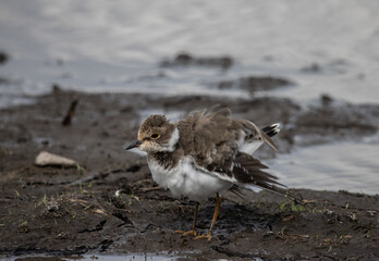 Little Ringed Plover on the Ground ( Animal Portrait )