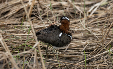 greater painted-snipe on the ground ( Animal Portrait )