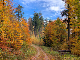 Autumn road in dense forest