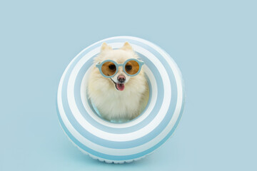 Pomeranian puppy dog banner going on vacations on summer. Inside of an inflatable ring and wearing sunglasses. Isolated on blue pastel background © Sandra