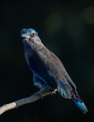 Indian Roller on the branch tree (Animal Portrait)