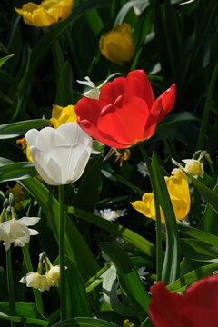 Vertical closeup of colorful tulips in the garden. Lisse, Netherlands.