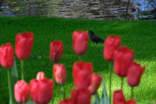 Closeup of red tulips with a blackbird in the background. Lisse, Netherlands.