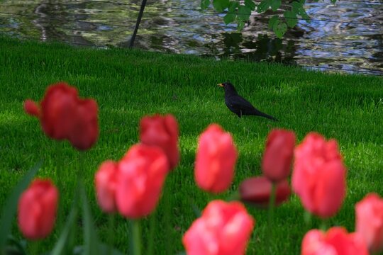 Closeup of red tulips with a blackbird in the background. Lisse, Netherlands.