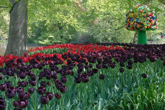 Beautiful garden with colorful tulips. Lisse, Netherlands.