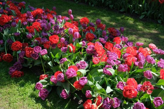 Closeup of colorful tulips in the garden. Lisse, Netherlands.