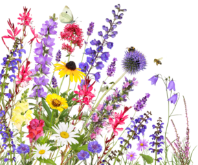 Colorful garden flowers with insects, transparency background
