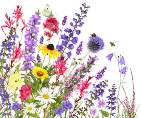 Poster Colorful garden flowers with insects, transparency background  © Marina Lohrbach