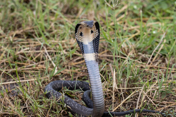 Obraz premium Monocled Cobra on the ground Animal portriat.