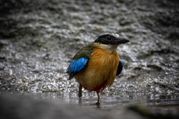 Blue-winged Pitta (Pitta moluccensis) Animal portrait.