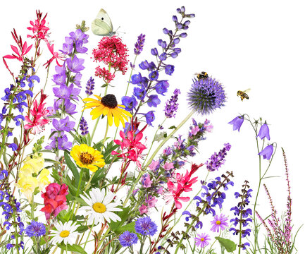 Colorful garden flowers with insects, transparency background © Marina Lohrbach