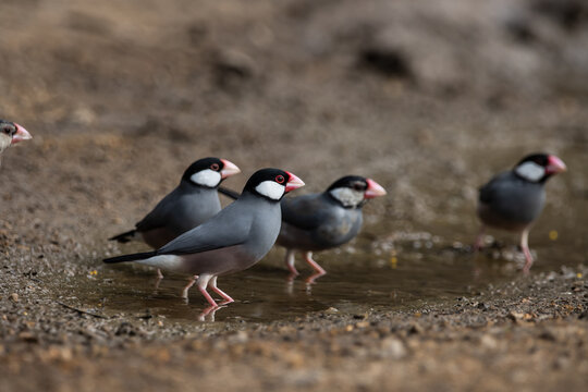 Java sparrow on the ground (Animal Portait)