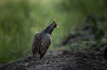 Watercock on the ground ( Animal Portrait )