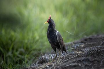 Watercock on the ground ( Animal Portrait )