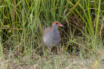 Slaty-breasted Rail on the ground close up shot.