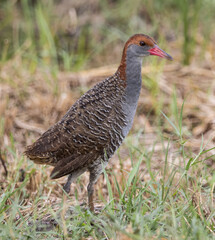 Slaty-breasted Rail on the ground close up shot.