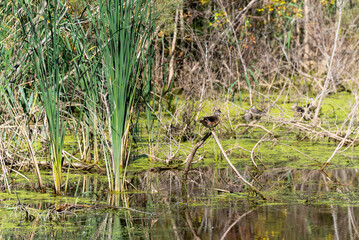 Obraz premium A Wood Duck Perches On A Dead Branch In The Water
