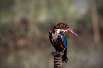 White-throated Kingfisher close up shot (Animal Portrait)
